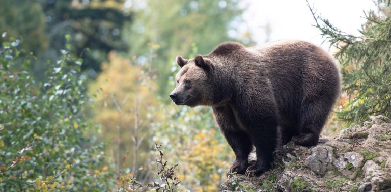 Meet The National Animal of Russia: The Eurasian Brown Bear