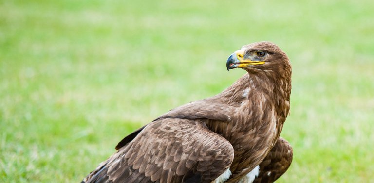 Meet The (Unofficial) National Bird of Russia: The Golden Eagle