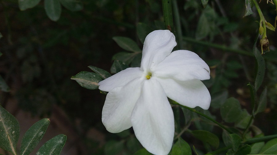 Saudi Arabia Jasmine
