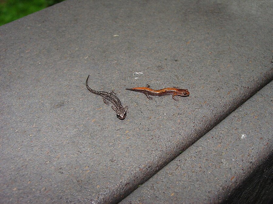 Slimy Salamander (left) and Southern Zigzag Salamander (right)