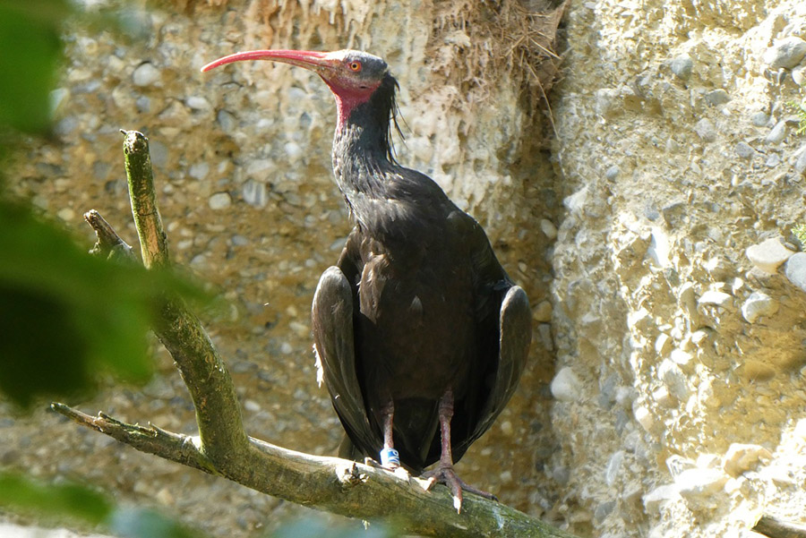 Syria Northern Bald Ibis