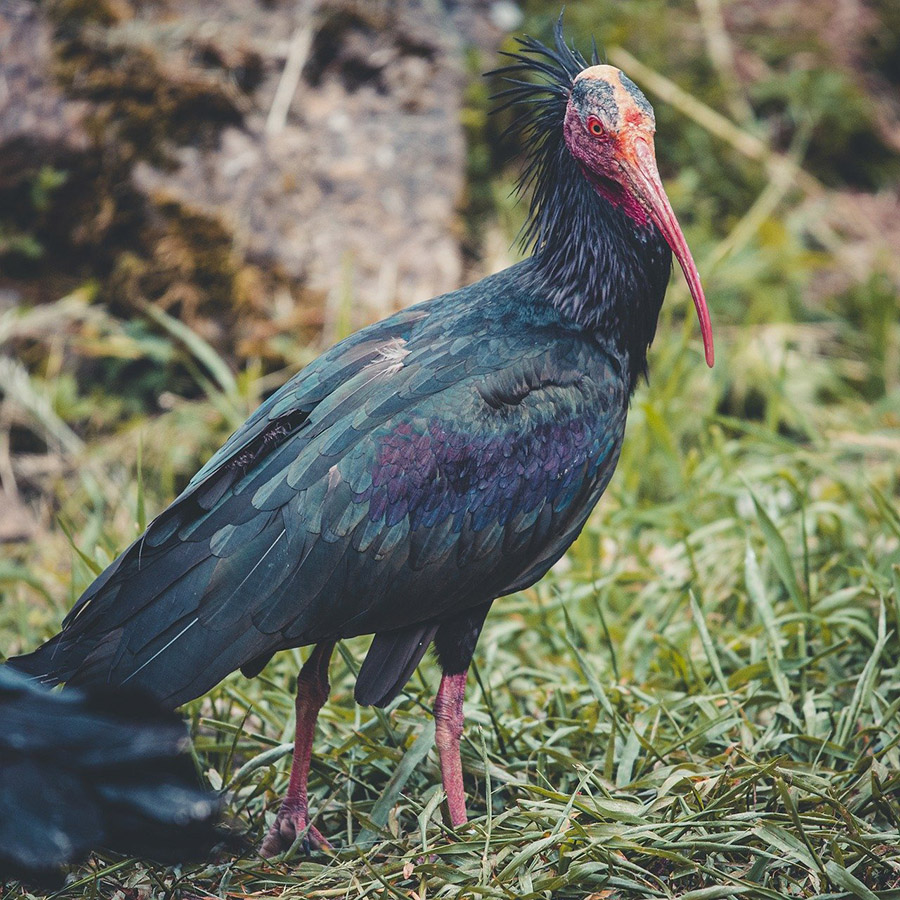 Syria Northern Bald Ibis