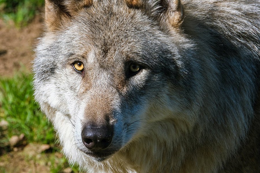 Turkey Grey Wolf