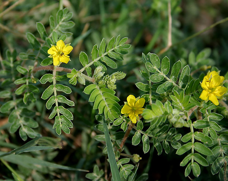 UAE Tribulus