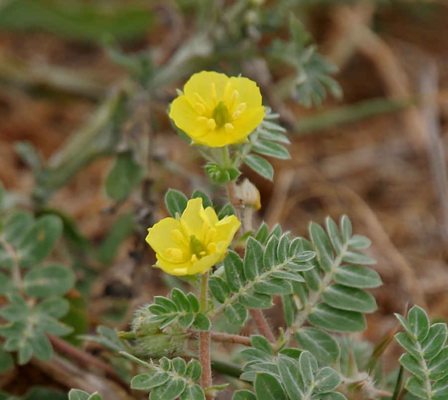 UAE Tribulus