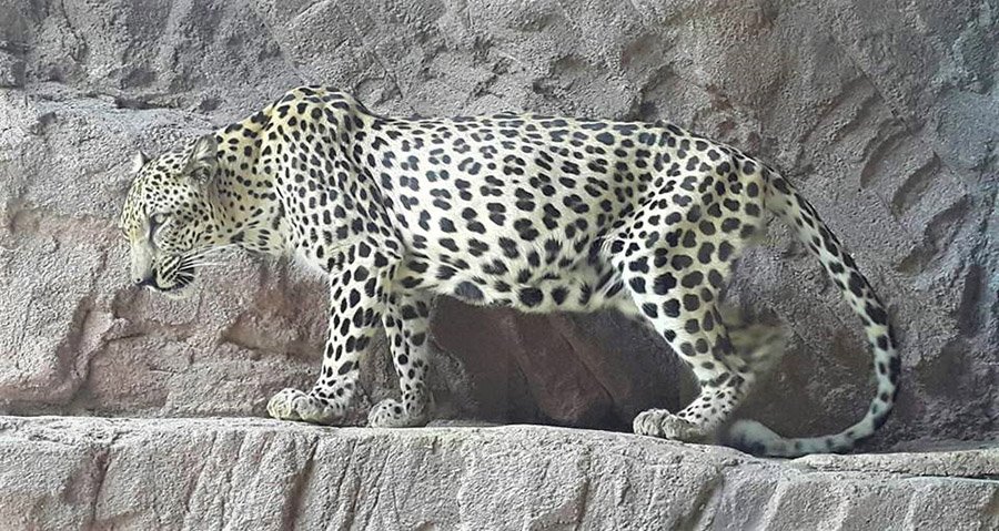 Yemen Arabian Leopard