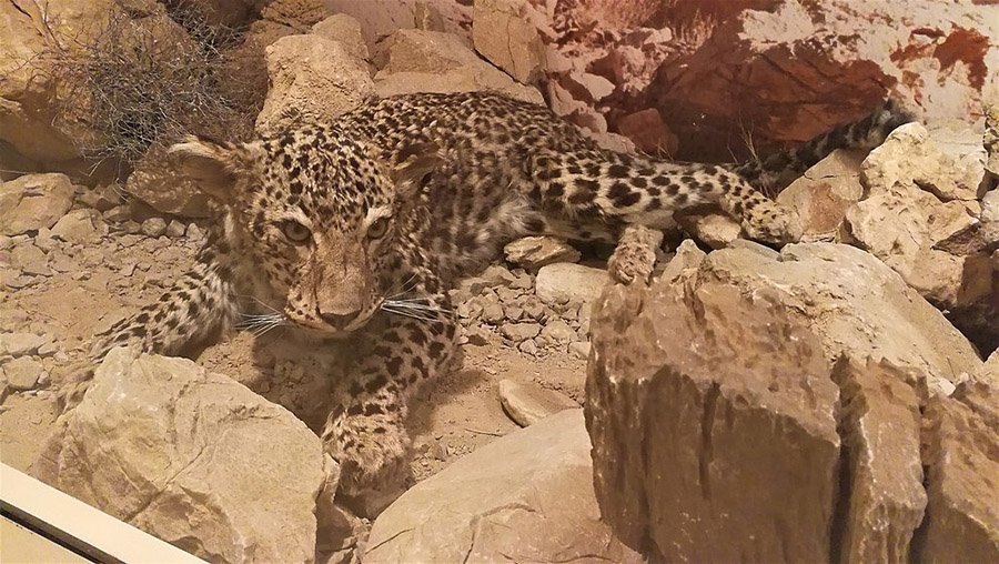 Yemen Arabian Leopard