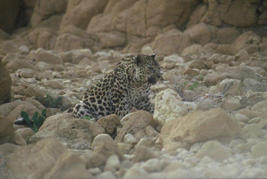 Yemen Arabian Leopard