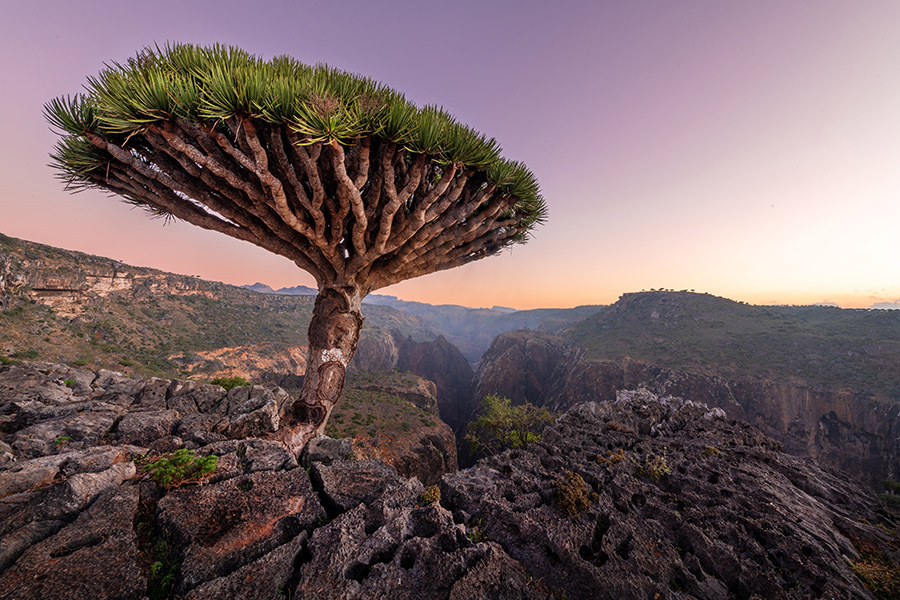 Yemen Dragon Blood Tree