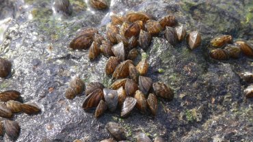 Zebra Mussel fact sheet