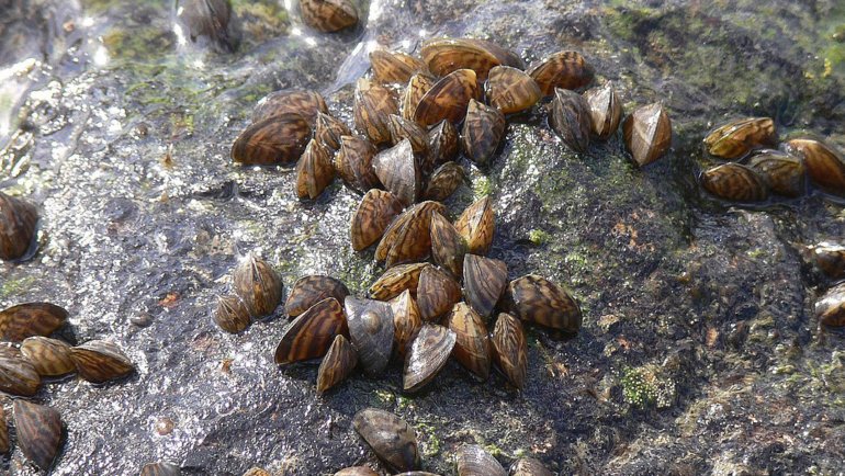 Zebra Mussel fact sheet