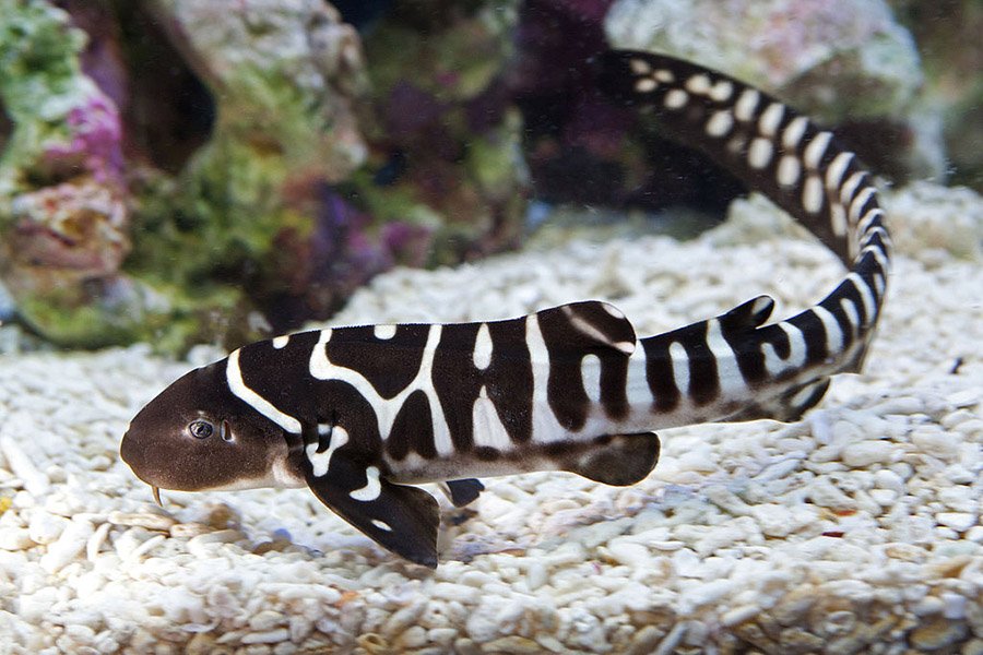 Zebra Shark Baby