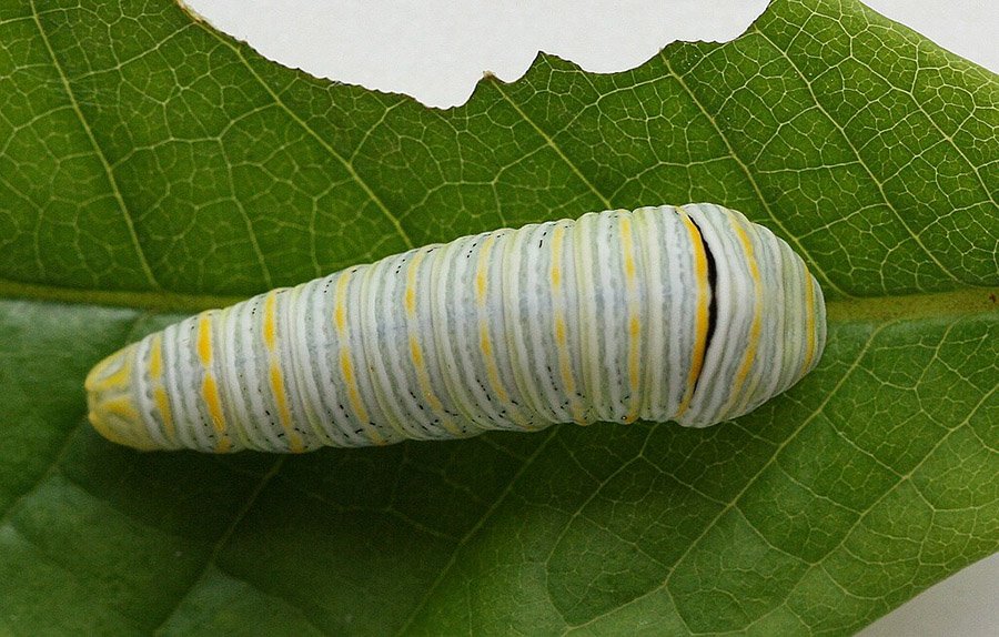 Zebra Swallowtail Caterpillar on Pawpaw tree