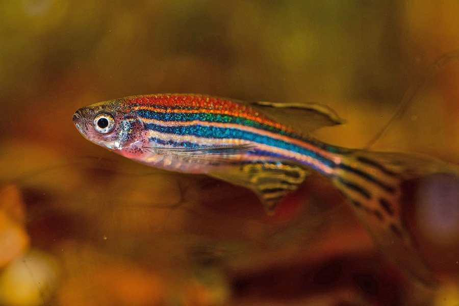 Zebrafish