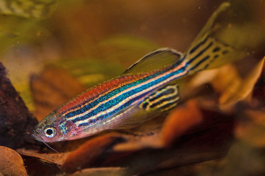 Zebrafish