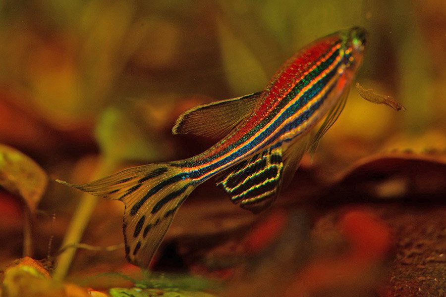 Zebrafish