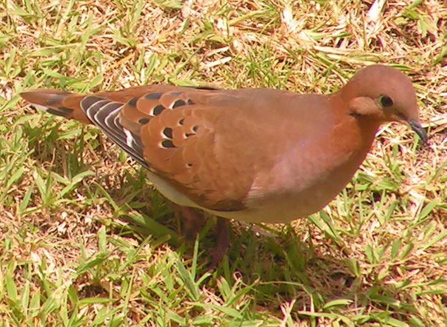 Zenaida Dove