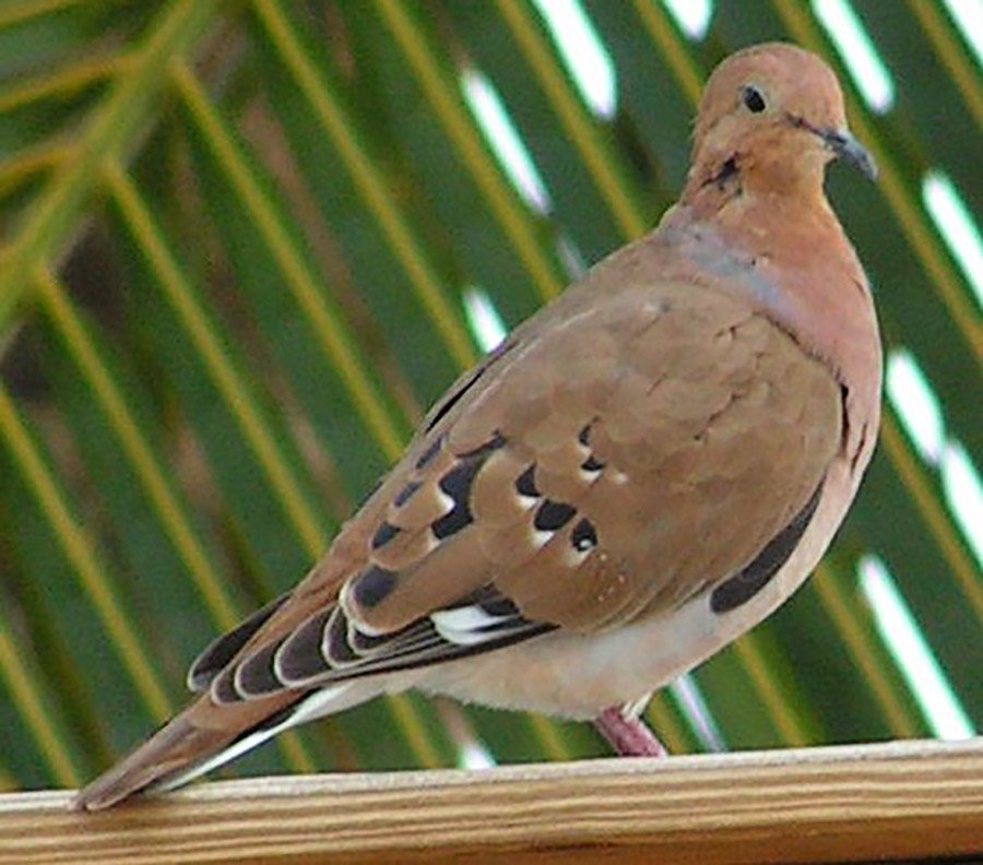 Zenaida Dove