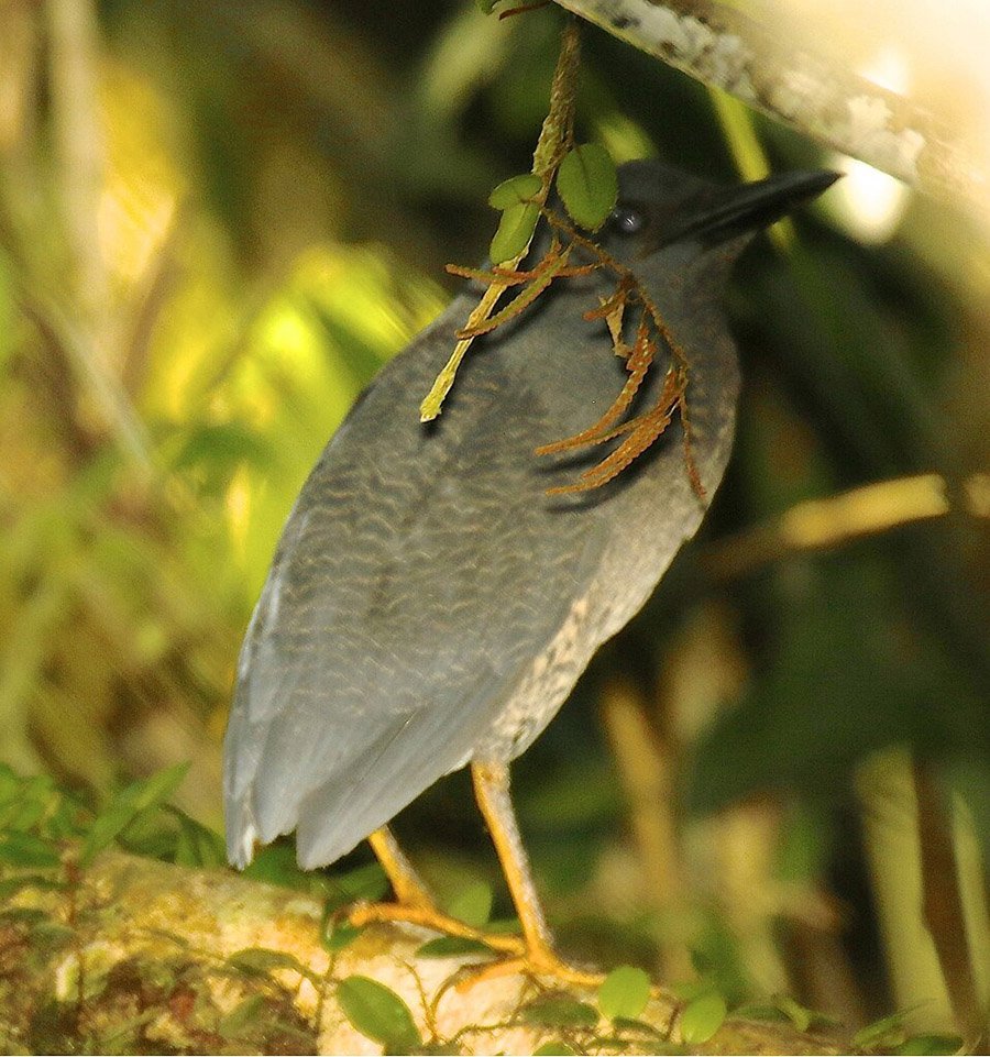 Zigzag Heron in Ecuador