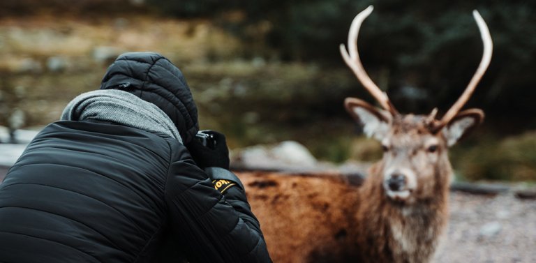 Wildlife photographer