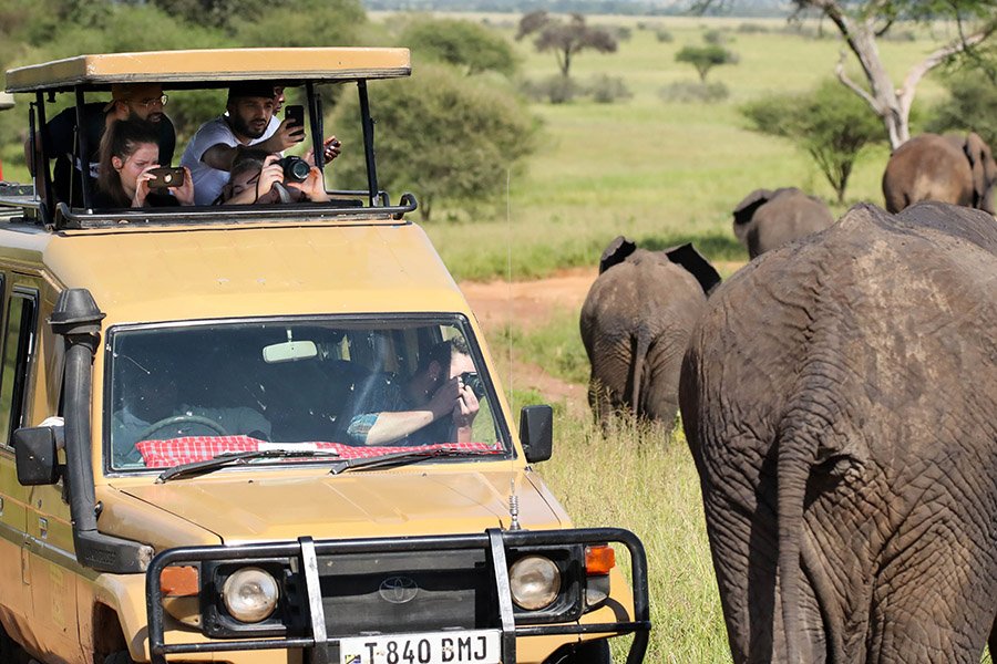 Photographing elephants on safari
