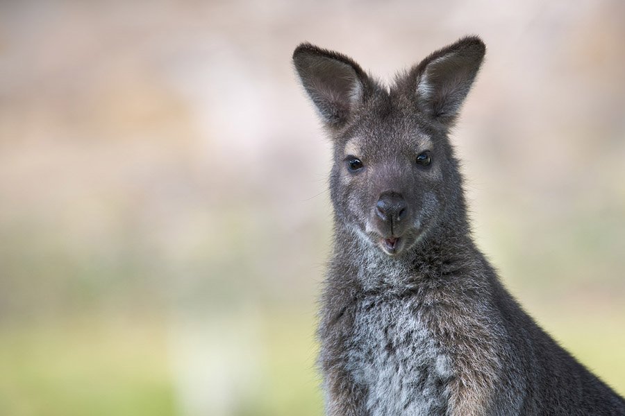 7-Letter Mammals - Wallaby