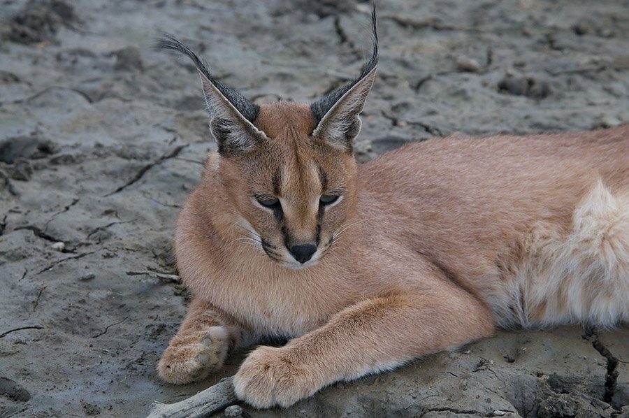 A caracal
