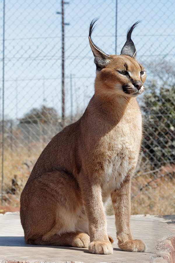 A caracal in captivity