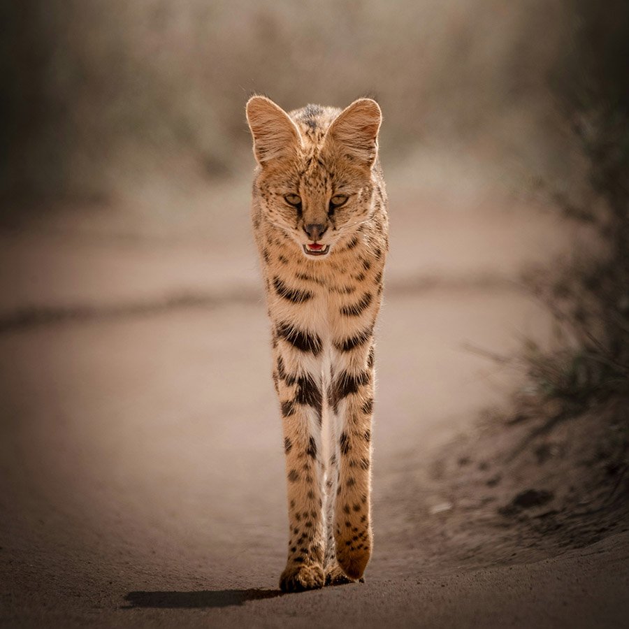 A serval in Tanzania