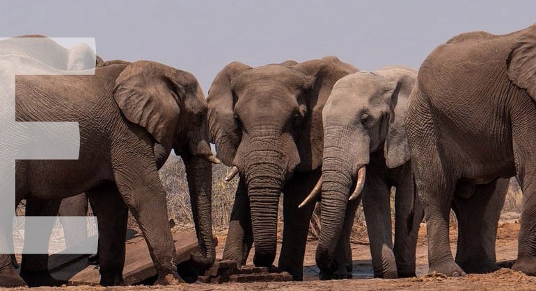 Animals Starting with E