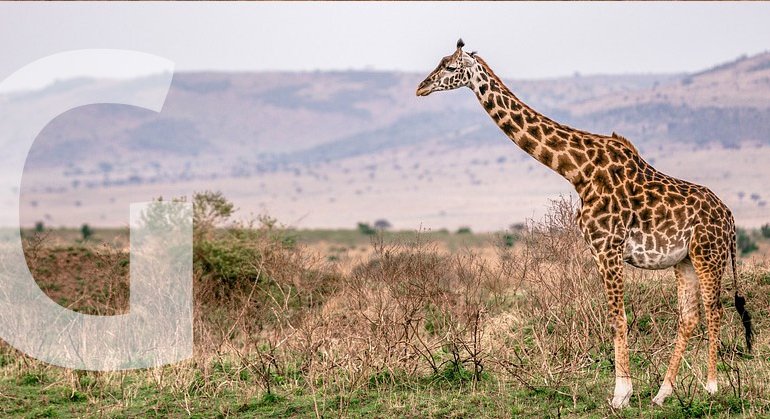 Animals Starting with G