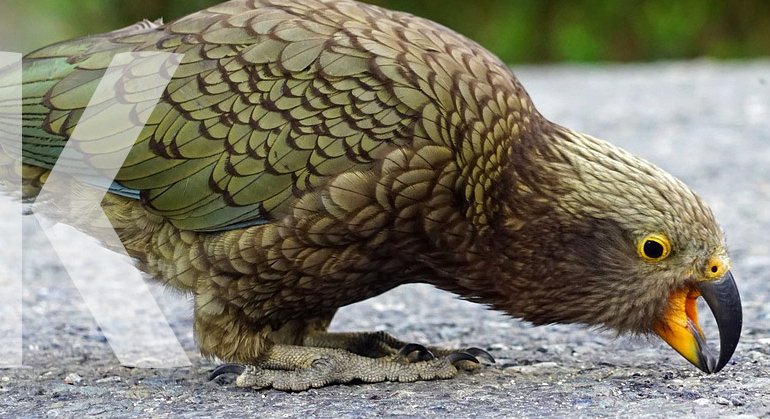 Animals Starting with K