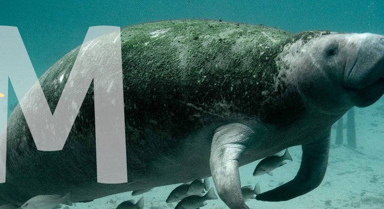 Animals Starting with M