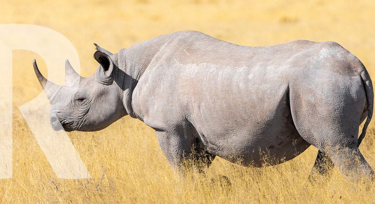 Animals Starting with R