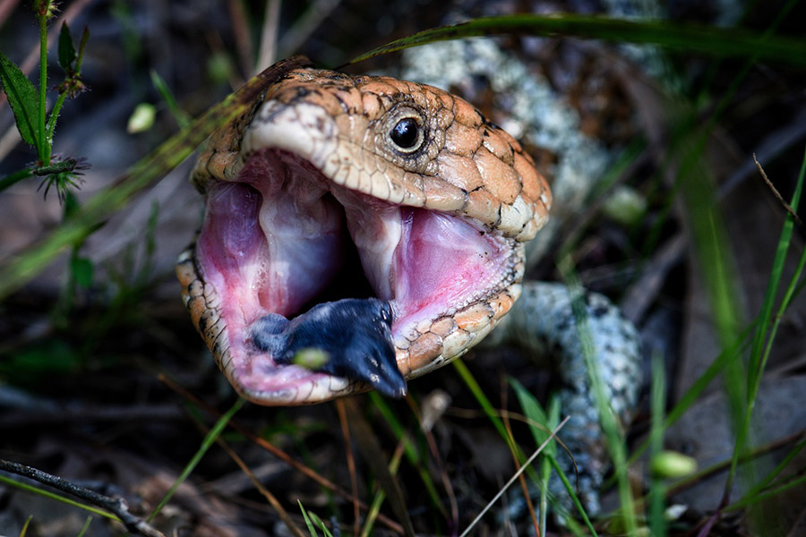 Bobtail Lizard showing tongue