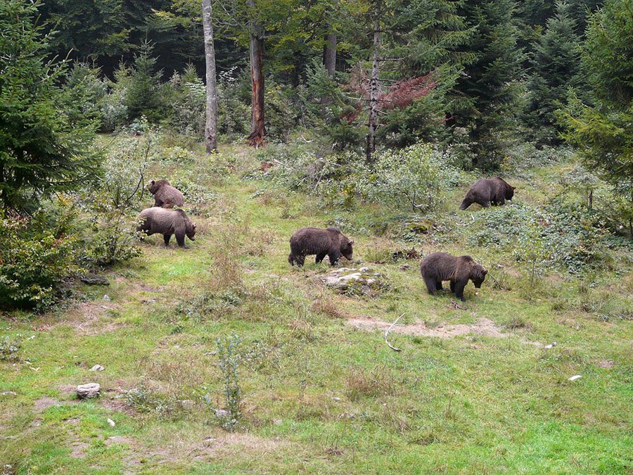 Brown bears in the forest