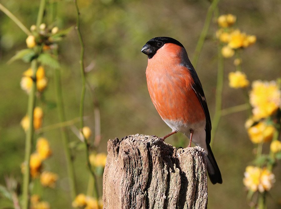 Bullfinch