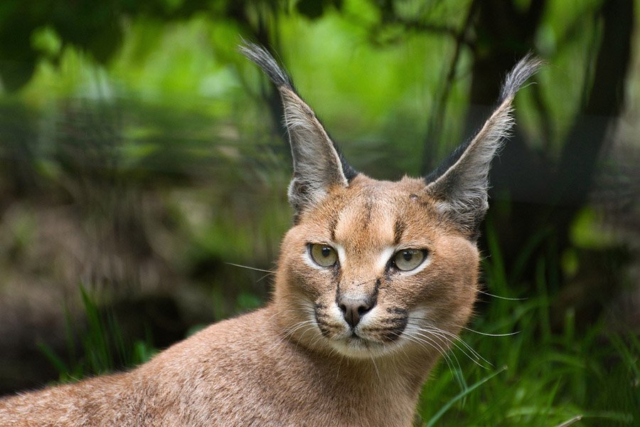 Caracal portrait