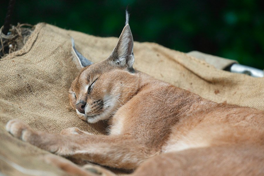 Caracal sleeping