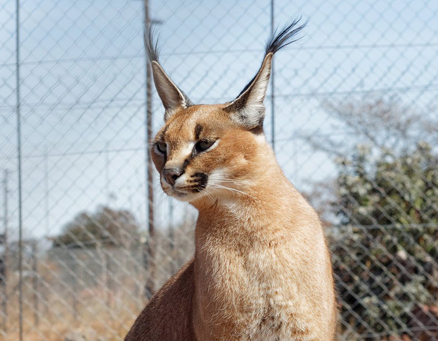 Caracals live longer in captivity