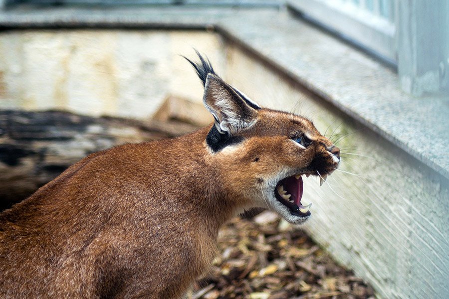 Caracal hissing