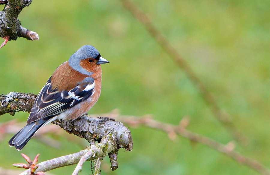 Chaffinch