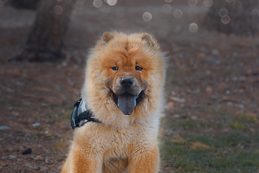 Chow-Chow Dog showing tongue