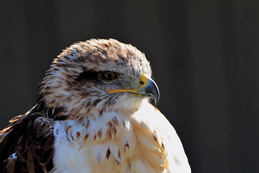 Ferruginous Hawk
