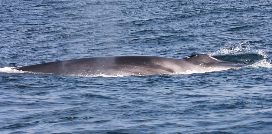 Fin Whale