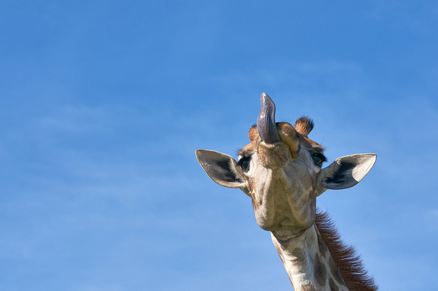 Giraffe showing tongue