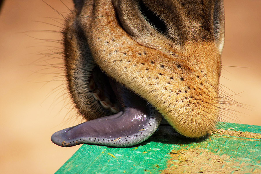 Giraffe tongue close up