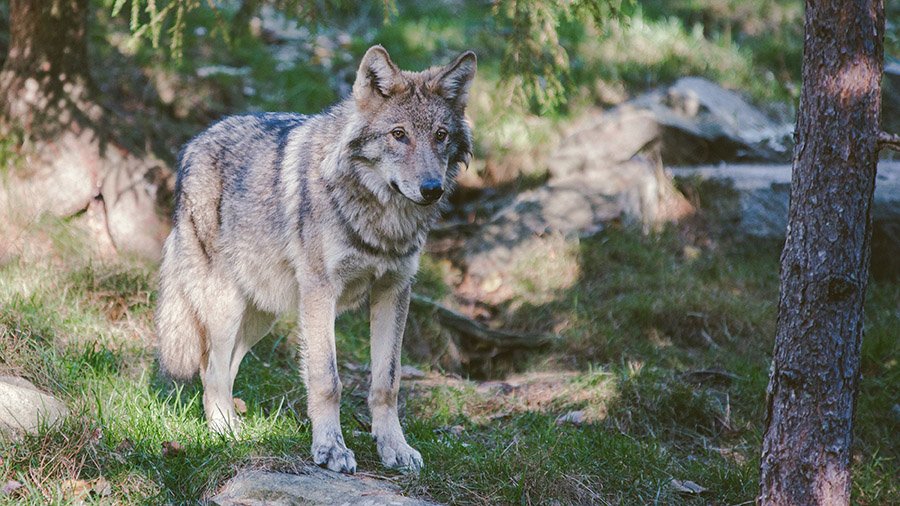 Grey wolf standing