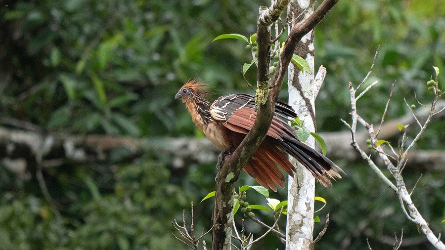 Hoatzin
