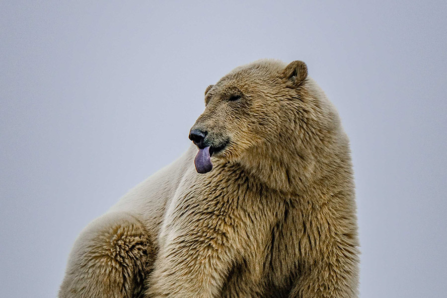 Polar bear tongue